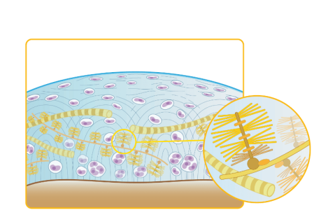 Антиоксидантний статус при ревматоїдному артриті та роль антиоксидантної терапії
