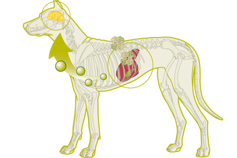Ізолят соєвого білка проти низькобілкової дієти на основі м'яса для собак з вродженими...