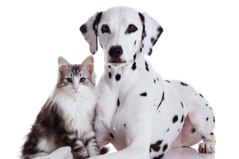 Аналіз 451 891 собачих уролітів, котячих уролітів та котячих уретральних пробок з 1981 по 2007...