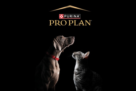 Білкозагубна ентеропатія у собак — де ми будемо у 2025 році?