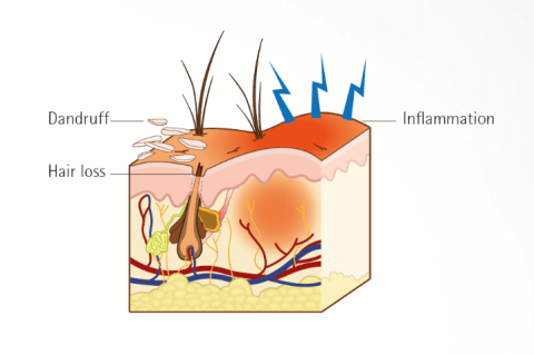 A case of dietary intolerance in a female Pinscher cross