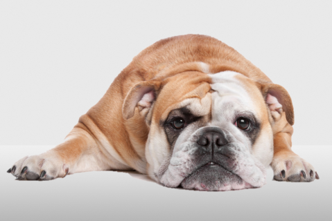 A case of flea allergy dermatitis in a male English bulldog