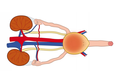 A case of idiopathic cystitis in a 9-year-old neutered male cat