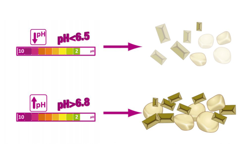 A case of cystitis associated with struvite microcalculi