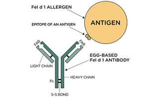 Багаторівневі дослідження безпеки інгредієнта IgY до Fel d1 у раціоні для котів