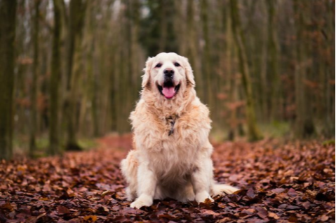 Adiponectin: Why Dogs Are Different