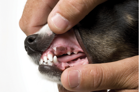 2013 AAHA dental care guidelines for dogs and cats