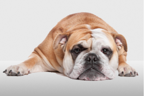 A case of flea allergy dermatitis in a male English bulldog
