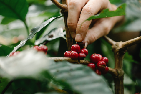 Good Agricultural Practices on Coffee
