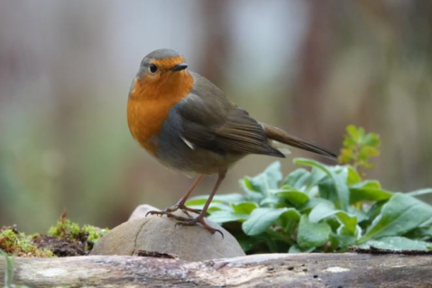 Kostenloser  Teaser Vogelwelt