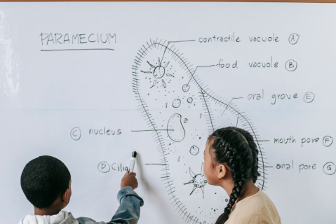 Learning Styles (LNE02)