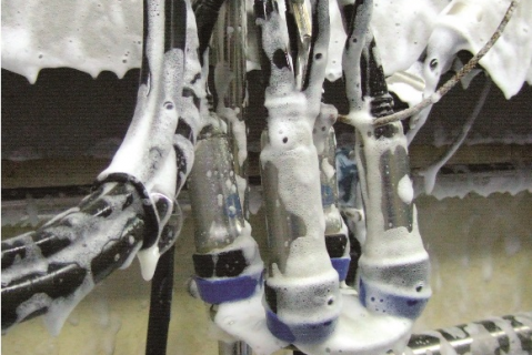 202509 Cleaning & Disinfection (Cattle)