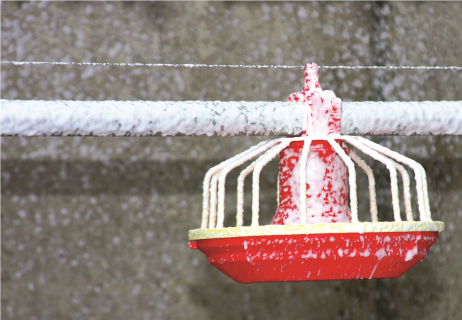 202509 Cleaning & Disinfection (Poultry)