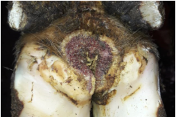 202509 Digital dermatitis