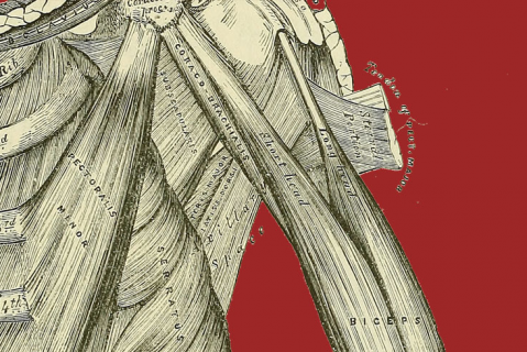 4.0 - Muscle Structure & Contraction (4)