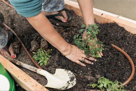 Class 4: Mental and Emotional Well-Being CEs 1.5 (Series Health and Well-Being) (Wellness4)