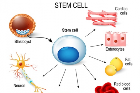 CELL-101: Introduction to Stem Cell Research - Technology, Target Customers, Applications (CELL-101STEM)