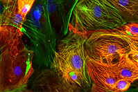 CELL-102: Introduction to Takara Products for Stem Cell Culture (CELL-102STEM)