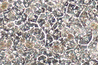 CELL-104PPHEP: Introduction to Cellartis Power Primary Hepatocyte Media (CELL-104PPHEP)