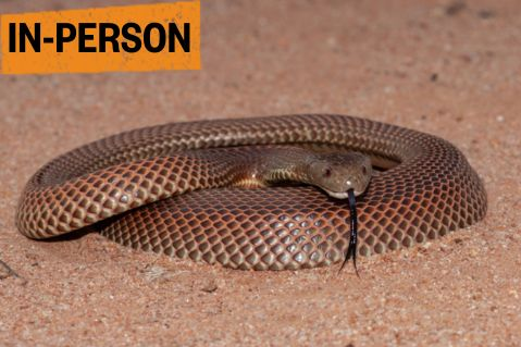 ARR - Snake Awareness and Catching (COMPF2F004)